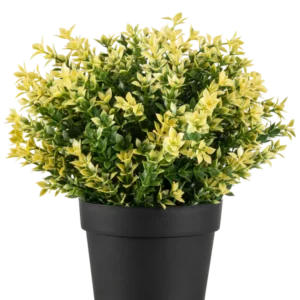 Die Kunstpflanze Buxus gelb UV 22 cm UV ist eine kleine Topfpflanze mit dichten grünen und gelben Blättern in einem einfachen schwarzen Topf vor einem schlichten weißen Hintergrund.
