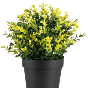 Die Kunstpflanze Buxus gelb im Topf UV 19 cm hat kleine grüne und gelbe Blätter in einem einfachen schwarzen Topf vor einem schlichten weißen Hintergrund.