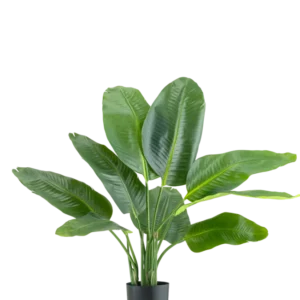 Die Kunstpflanze Strelitzia Real Touch Deluxe 90 cm ist eine hohe Topfpflanze mit großen, glänzend grünen Blättern, dargestellt vor einem schlichten weißen Hintergrund.