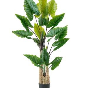 Die Kunstpflanze Calocasia 210 cm hat lange, kräftige Stängel und große grüne tropische Blätter, die in einem schwarzen Topf vor einem schlichten weißen Hintergrund angeordnet sind.