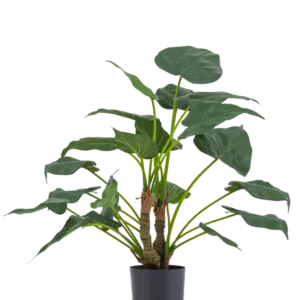 Die Kunstpflanze Alocasia Cucullata UV 53 cm hat große, herzförmige Blätter und dicke Stängel, präsentiert in einem einfachen schwarzen Topf vor einem schlichten weißen Hintergrund.