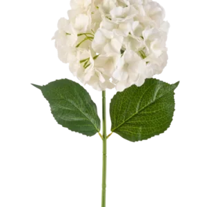 Die künstliche Blumenhortensie 75 cm creme hat eine einzelne cremefarbene Hortensienblüte mit mehreren Blütenblättern und drei großen grünen Blättern an einem langen grünen Stiel, isoliert auf einem weißen Hintergrund.