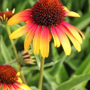 Echinacea Fiery Meadow Mamma (Sonnenhüte)