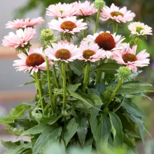 Echinacea Sunseeker Salmon (Sonnenhüte)