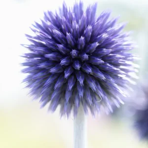 Kaufen Kugeldistel Ritro Veitch's Blue - Wurzelnackte Pflanzen