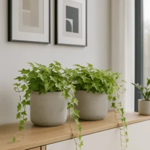 Efeu Hedera Helix Wonder 2er Set Finestgreen