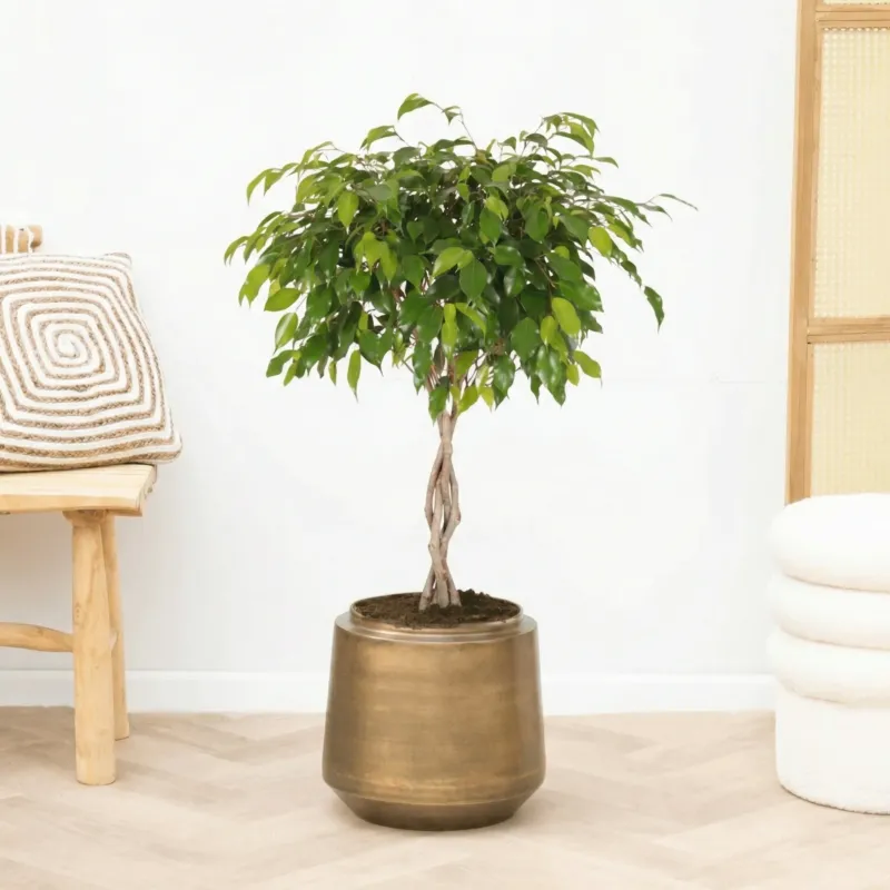 Ficus Benjamina gevlochten stam - 100cm
