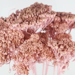 Achillea Parker getrocknet - 1 Bund - Puderrosa - Si-nature