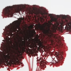 Achillea Parker getrocknet - 1 Bund - Rot - Si-nature