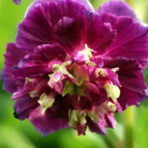 Geranie phaeum Joseph Green (Storchschnabel)