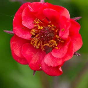 Buy Geum Flames of Passion Bare Roots