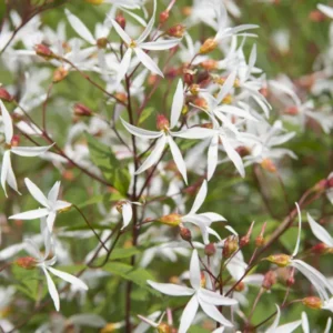 Gillenia trifoliata - Dreiblattspiere