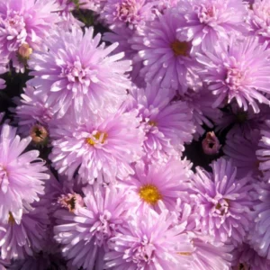 Glattblatt-Aster novi-belgii Fellowship