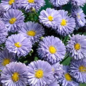 Glattblatt-Aster novi-belgii Marie Ballard