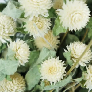 Gomphrena - 1 Bund - Naturfarbe Vanille - Si-nature