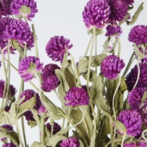 Gomphrena - 1 Bund - Naturfarbe Lila