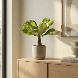 Hawaii Palme – Brighamia insignis Ø:12 H:40 cm Finestgreen