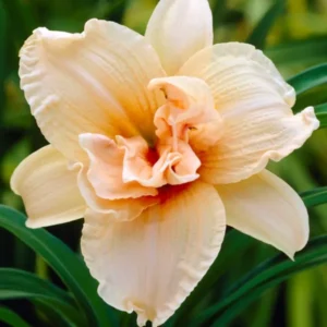 Daylily Double Dream (Hemerocallis)