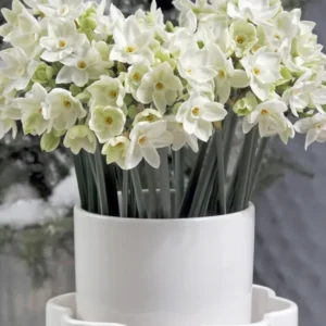 Botanische Narzisse "Paperwhite" kaufen