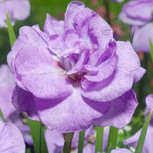 Siberian Iris Imperial Opal