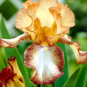 Iris barbata-elatior 'Siva Siva' - Hohe Bart-Schwertlilie