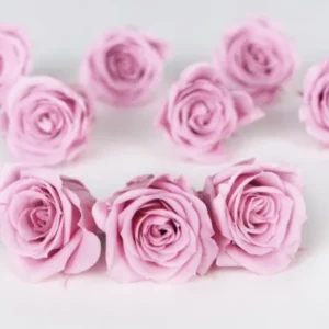 Rosen konserviert Izumi Earth Matters - 9 Köpfe - Crystal pink 111 - Si-nature