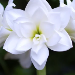 Amaryllis White Nymph kaufen