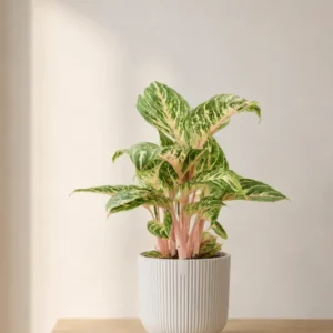 Aglaonema Coco Melon kaufen — Zimmerpflanze mit rosa-grünen Blättern