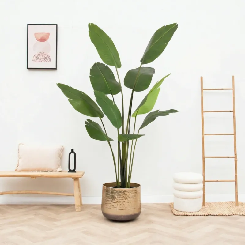 Kunst Strelitzia Nicolai - 180cm