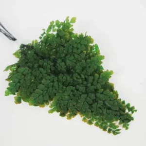 Adianthum Lutti Farn konserviert Premium - 6 Stiele - Grün