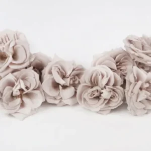Rosen konserviert French Marianne Earth Matters - 12 Köpfe - Pink beige 081 - Si-nature
