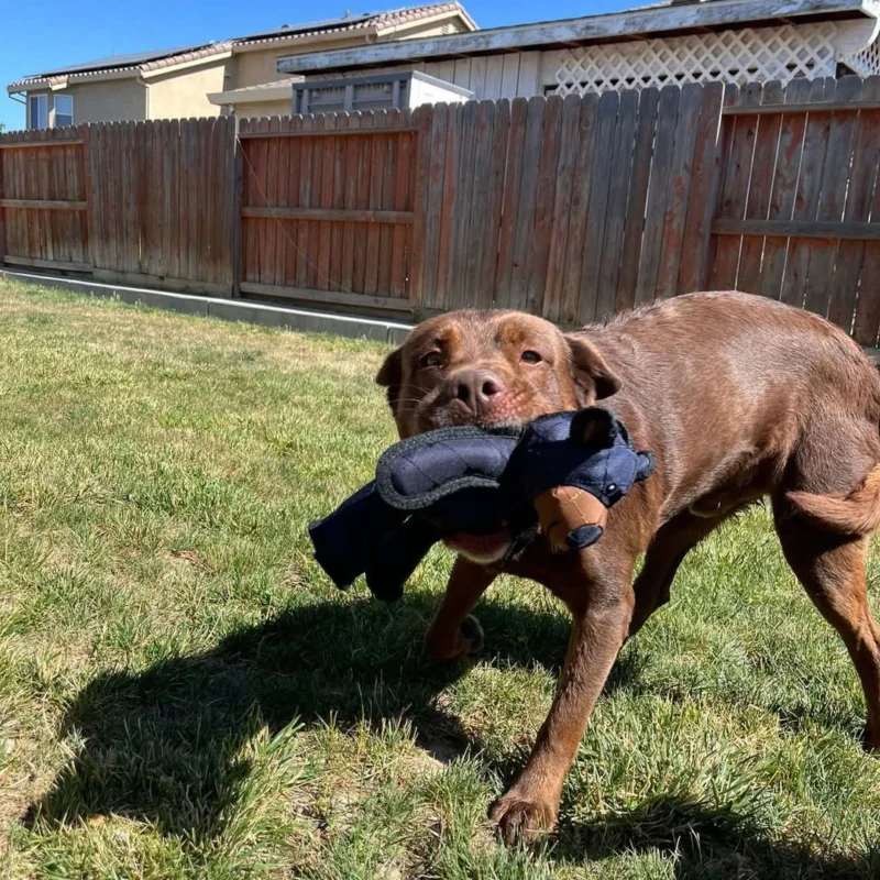 MightyBear - Indestructible Dog Toy for Aggressive Chewers, Squeaky Rubber 3