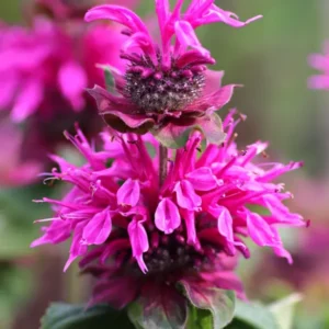Monarda Bee-Free Goldmelisse / Indianernessel / Monarde