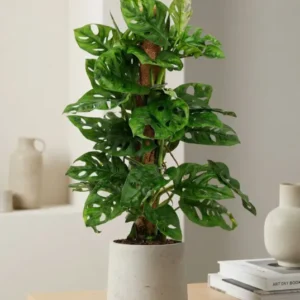 Monstera Monkey Leaf kaufen — Monstera adansonii mit Moosstab und Löcherblättern, 65 cm