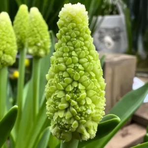 Traubenhyazinthe Lady Madonna (Muscari)