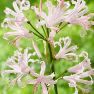 Kaufen Nerine Bowdenii Vesta (Guernseylilie)