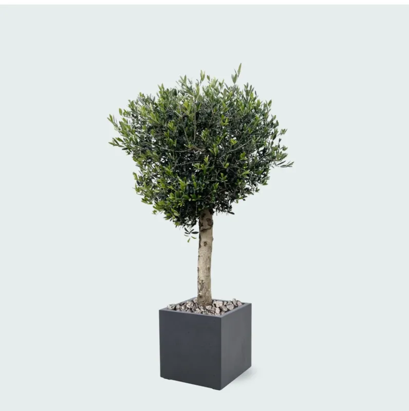 Combi deal - Olijfboom Olea Lorc inclusief Grigio Cube - 180 cm
