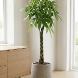 Pachira aquatica - Glückskastanie Ø:27 H:130 cm Finestgreen