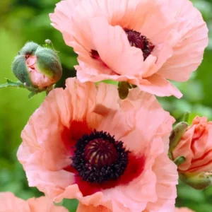 Buy Papaver Aglaya (Oriental Poppy) Bare Roots