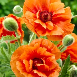 Papaver Harvest Moon (Oriental Poppy)