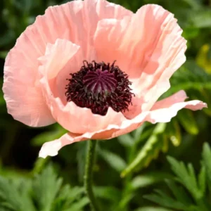 Papaver Helen Elizabeth (Oriental Poppy)
