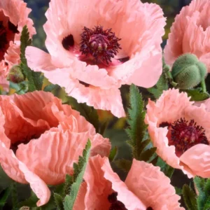 Papaver Mrs Perry (Oriental Poppy)