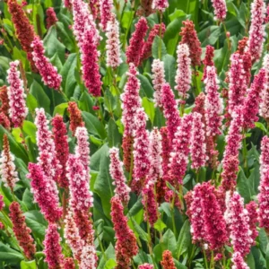 Persicaria affinis Kabouter Teppich-Knöterich, Schecken-Knöterich