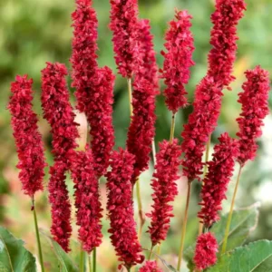 Persicaria amplexicaulis Fat Domino (Lesser Knotweed)