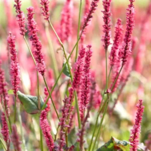 Persicaria amplexicaulis Summer Dance Wiesen-Knöterich - Schlangen-Knöterich - Schneckenknöterich