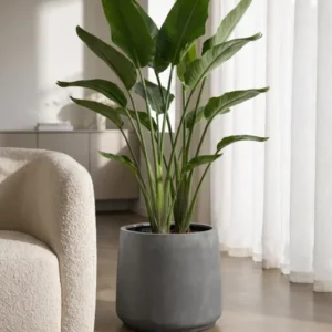Pflanzkuebel Patt Fiberstone Grau frostfest mit Strelitzia bepflanzt