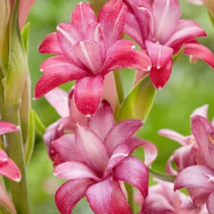 Tuberose NCYU CHERRY (Polianthes)