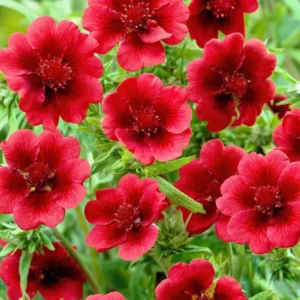 Potentilla Monarch Velvet (Fingerkräuter)