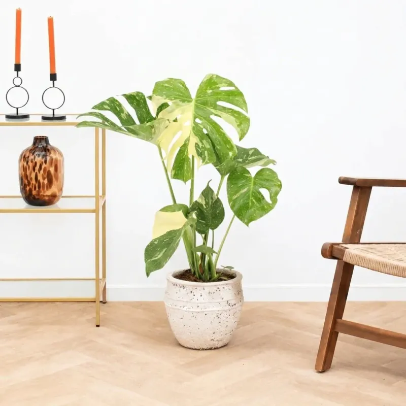 Monstera Thai Constellation - 60cm
