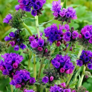 Kaufen Pulmonaria EB Anderson (Lungwort)